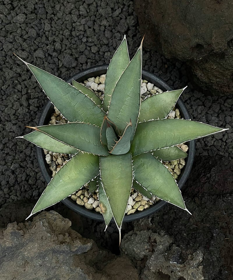 アガべ パープソラム 帝釈天 #2 | GREENMAN ONLINE SHOP