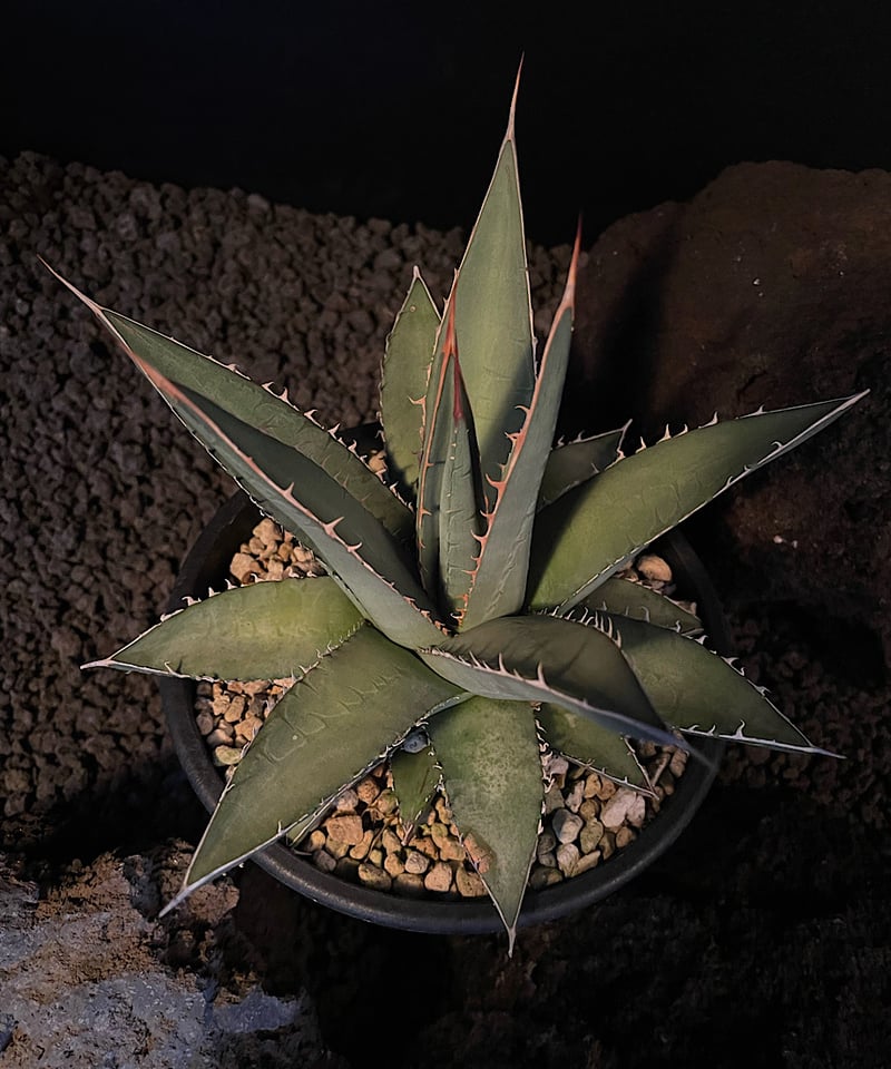 アガべ パープソラム 帝釈天 #2 | GREENMAN ONLINE SHOP