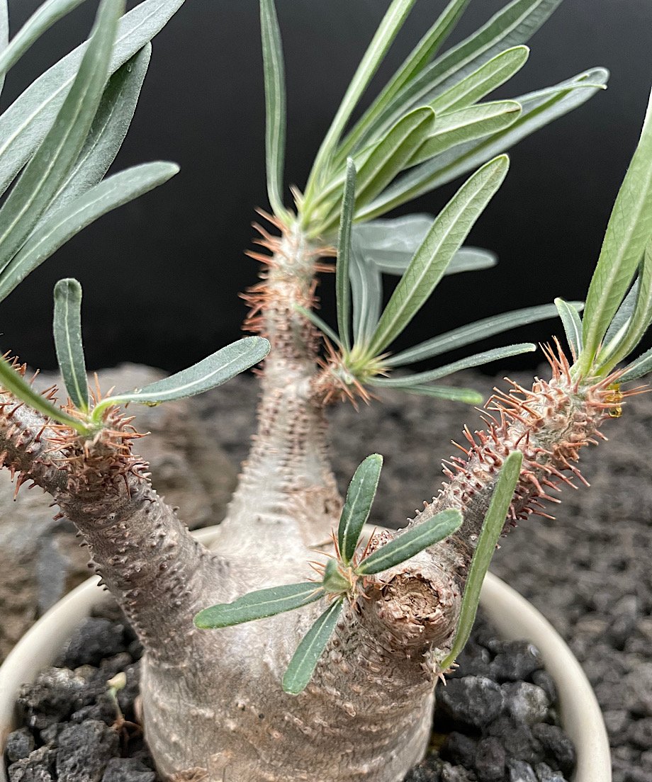 パキポディウム グラキリス(真ん中のみ) パキポディウム グラキリス #16 | GREENMAN ONLINE SHOP