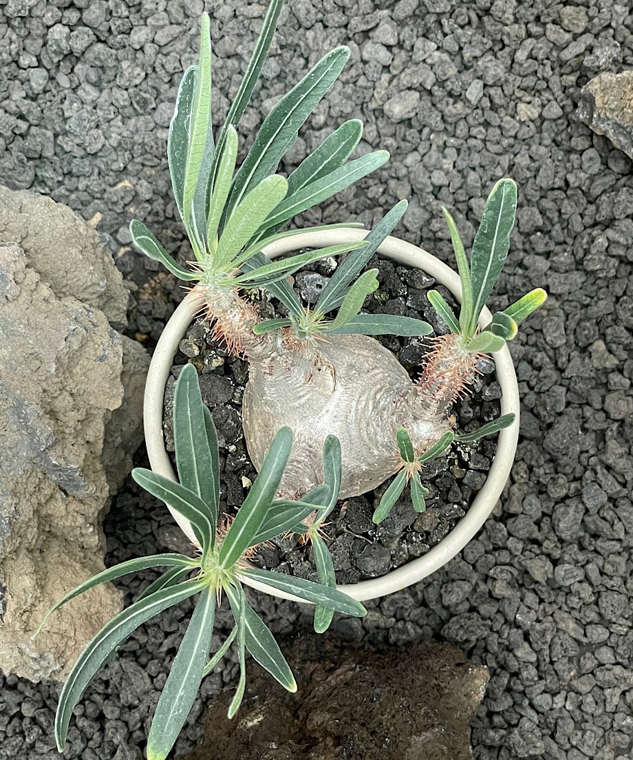 パキポディウム グラキリス(真ん中のみ) fit=scale-down,w=1200