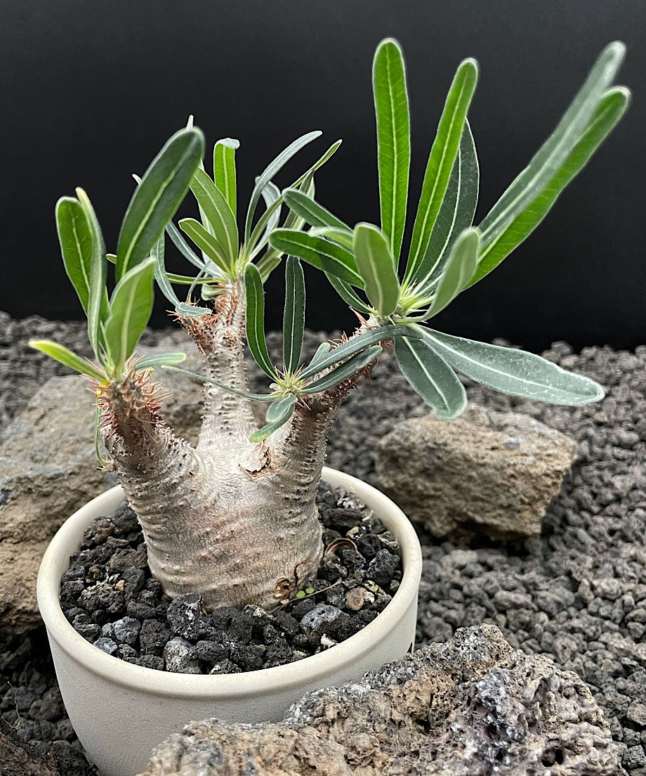 パキポディウム グラキリス(真ん中のみ) fit=scale-down,w=1200