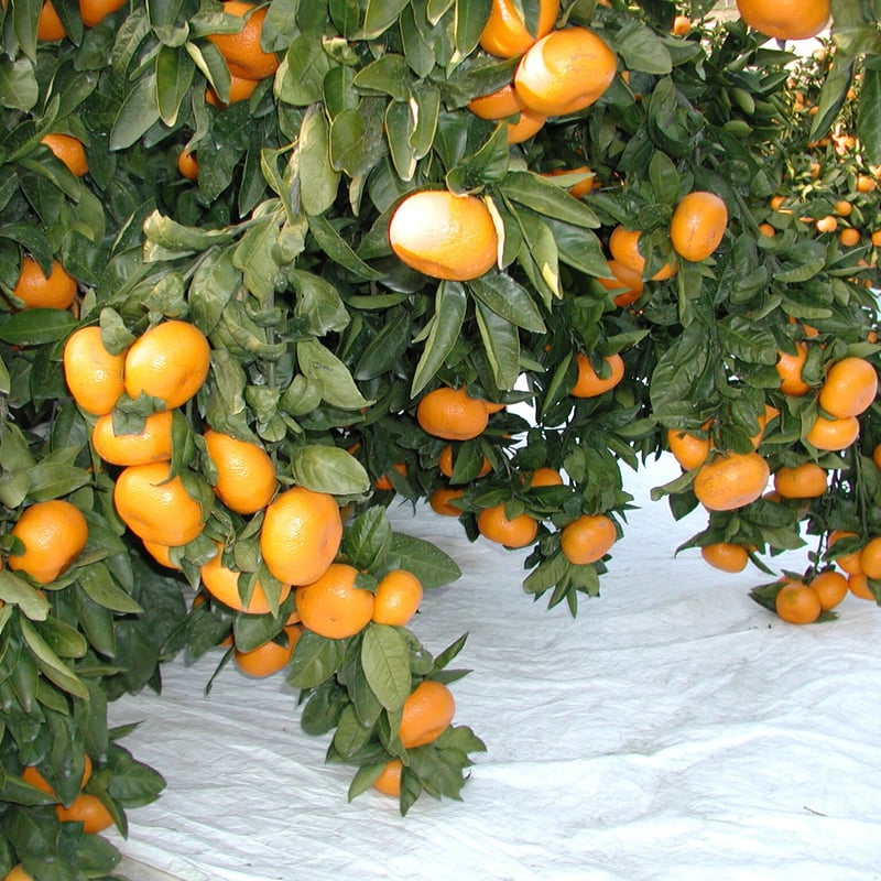 蒲郡みかん 箱入娘(予約）※必ず「お知らせ」をご一読ください