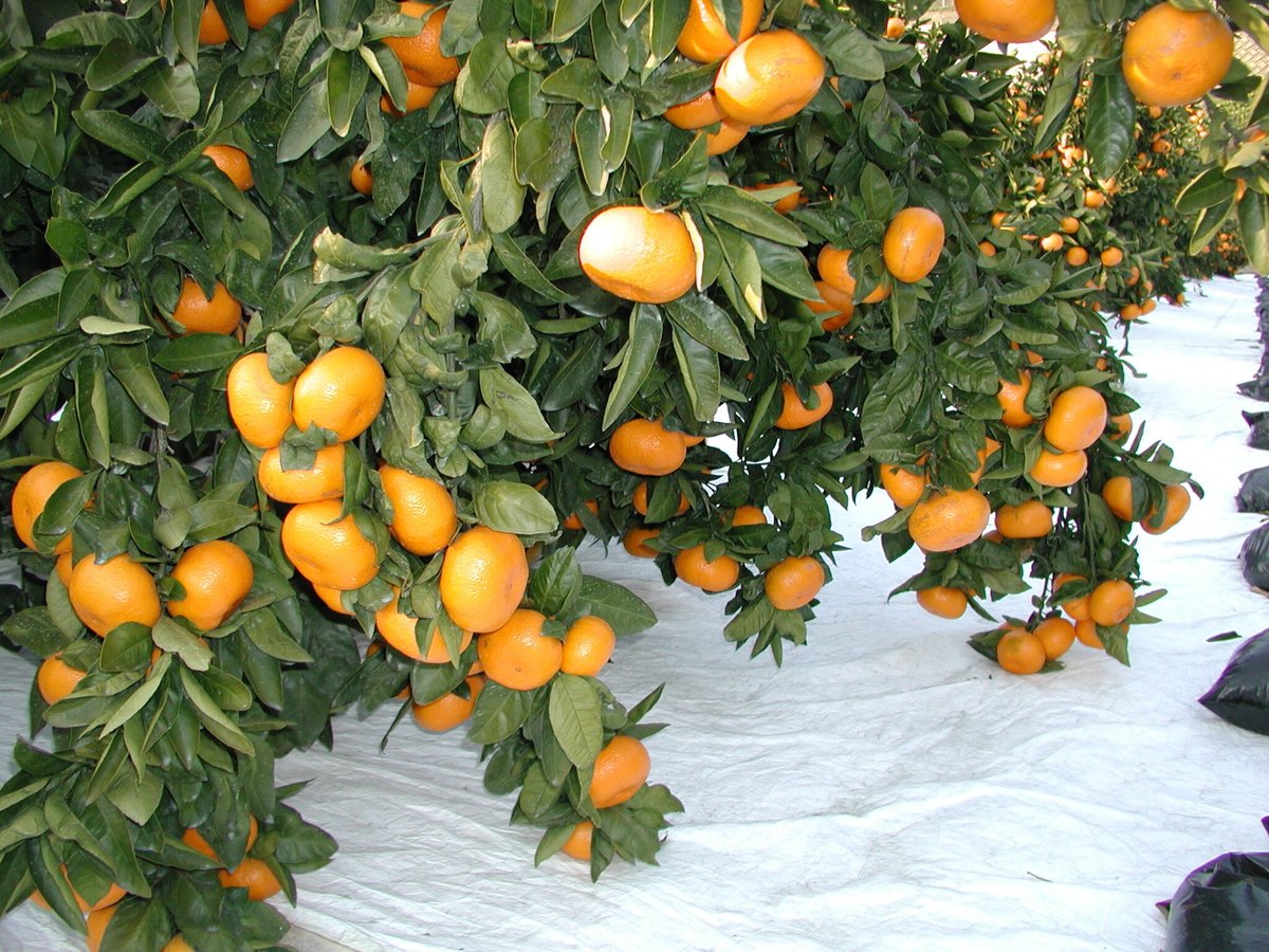 みかんママさま専用ページ 蒲郡みかん 箱入娘(予約）※必ず「お知らせ」をご一読ください