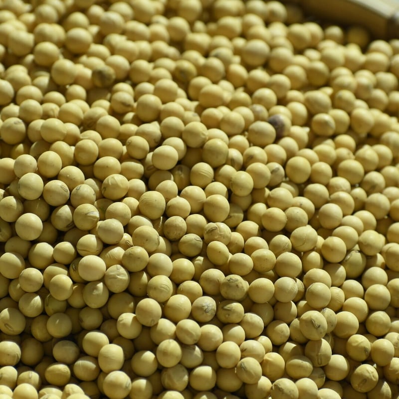 手選別品 オオツル大豆［1kg ］〜黄大豆〜 送料¥430 | 梁川地球