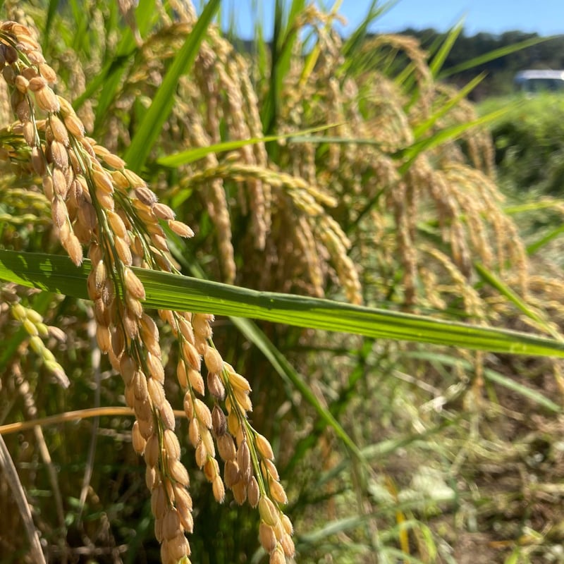 自然栽培 もち米 9kg 玄米または白米 | 梁川地球自給研究所 自然栽培 もち米 9kg 玄米または白米 | 梁川地球自給研究所