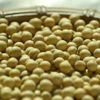大豆の大豆 手選別品 オオツル大豆［3〜4kg ］〜黄大豆〜 | 梁川地球自給研究所