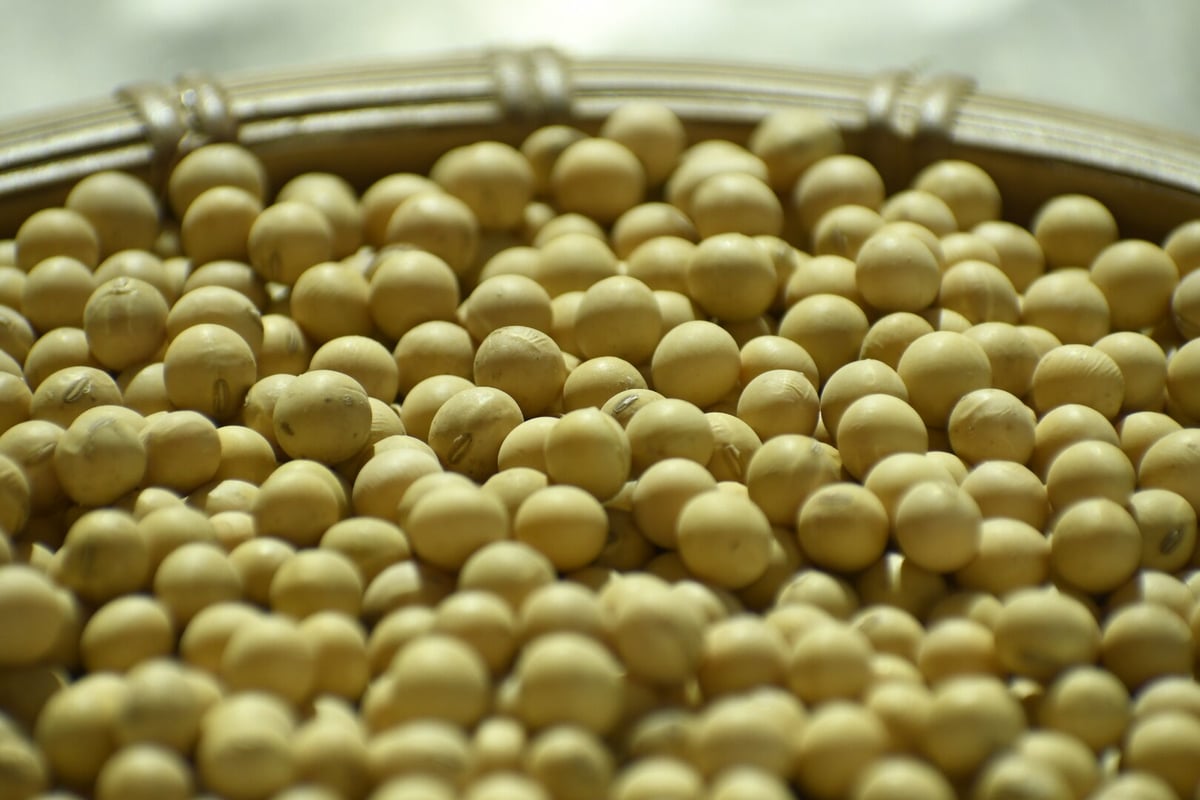 手選別品 オオツル大豆［3〜4kg ］〜黄大豆〜 | 梁川地球自給研究所