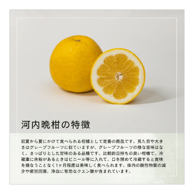 河内晩柑　箱込み10kg 二箱今シーズンラスト 河内晩柑 『10㌔×2箱』 | 愛媛宇和島みかんのオンラインショップ