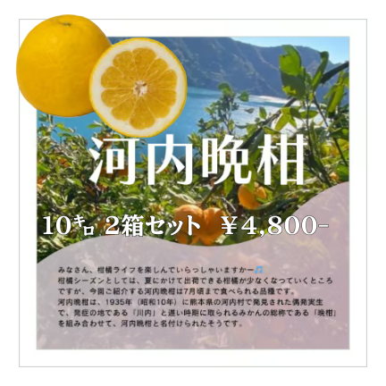 ゆうまいかな　河内晩柑7kg×２箱ぐるりん original