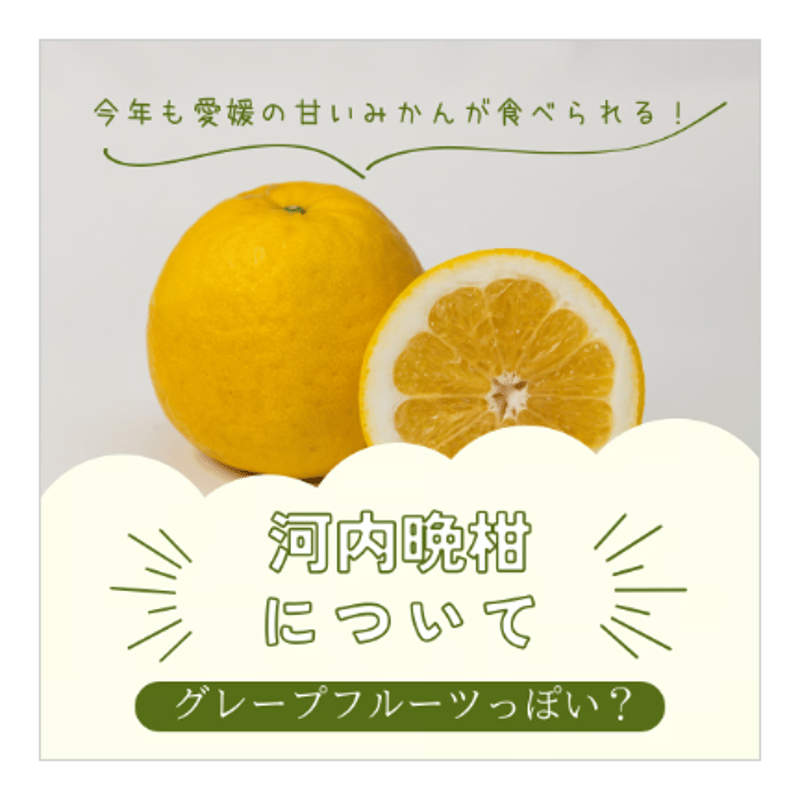 河内晩柑 『10㌔×2箱』 | 愛媛宇和島みかんのオンラインショップ