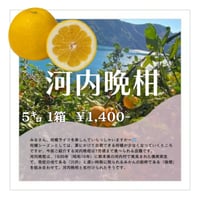 訳あり河内晩柑 『10k』 | 愛媛宇和島みかんのオンラインショップ
