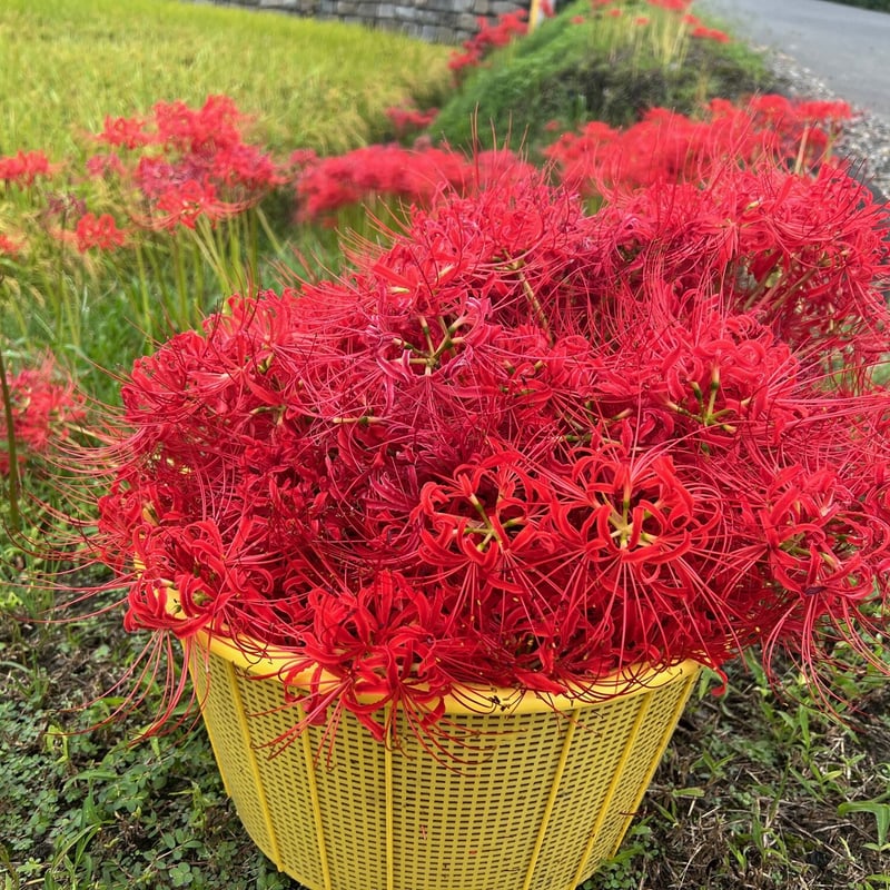 彼岸花染め絵付けハンカチ | チガヤ農作物店