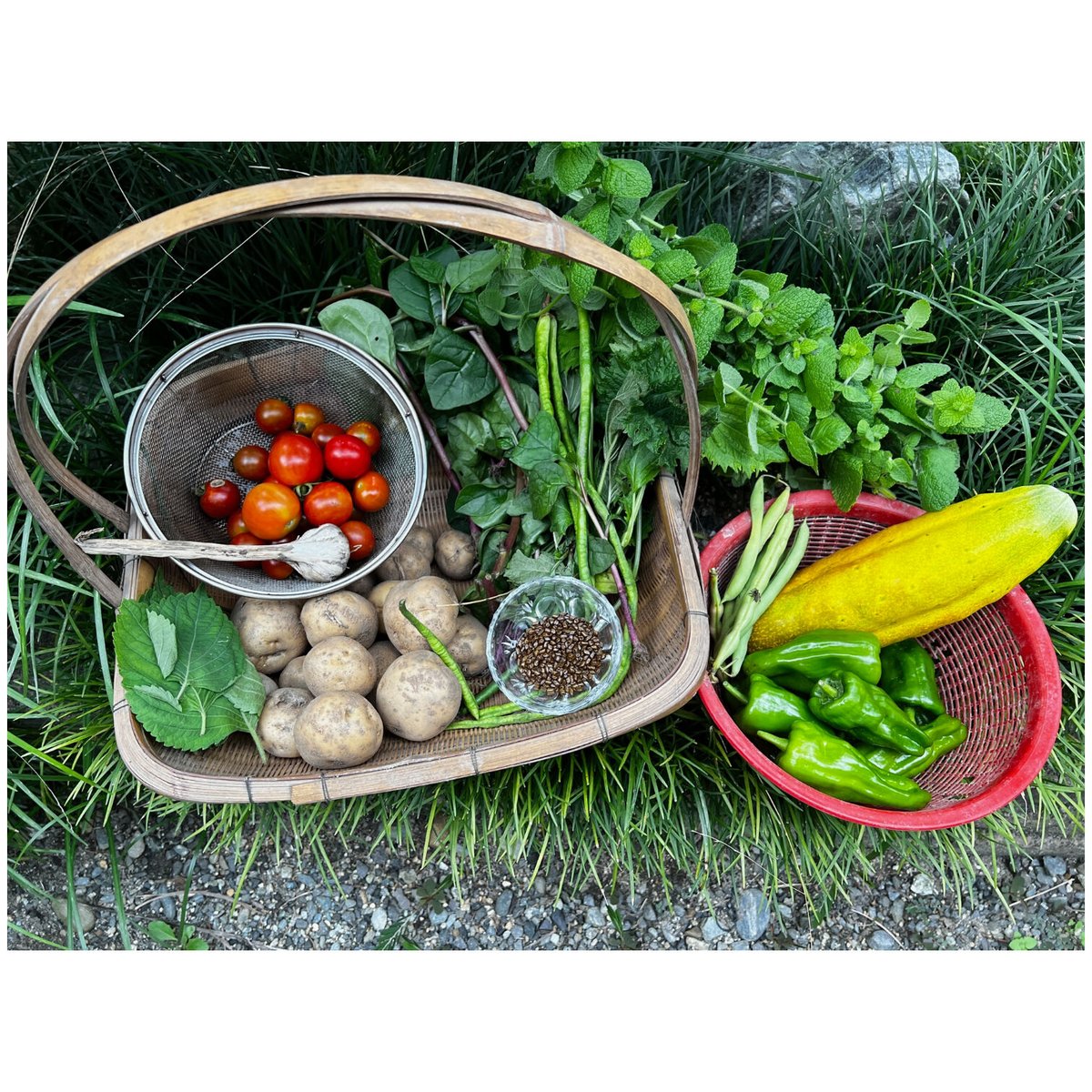 夏野菜！元気もりもりセット！ | チガヤ農作物店