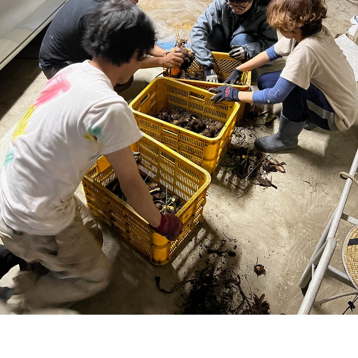 秋だ！お芋4兄弟セット | チガヤ農作物店