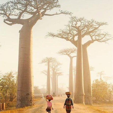Made in Kenya　ケニア　ハンドメイド　バオバブの木　Baobab　メモ帳　ミニ　メモ帳ケース　メモ帳カバー　メモケース　アフリカ　アフリカ大陸