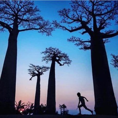 Made in Kenya　ケニア　ハンドメイド　バオバブの木　Baobab　メモ帳　ミニ　メモ帳ケース　メモ帳カバー　メモケース　アフリカ　アフリカ大陸