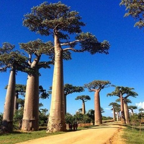 Made in Kenya　ケニア　ハンドメイド　バオバブの木　Baobab　メモ帳　ミニ　メモ帳ケース　メモ帳カバー　メモケース　アフリカ　アフリカ大陸