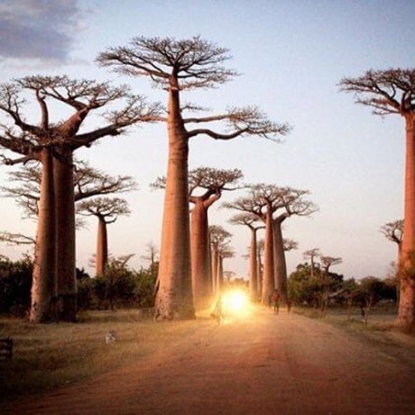 Made in Kenya　ケニア　ハンドメイド　バオバブの木　Baobab　メモ帳　ミニ　メモ帳ケース　メモ帳カバー　メモケース　アフリカ　アフリカ大陸