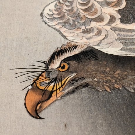 小原古邨 (小鳥を狙う大鷲)