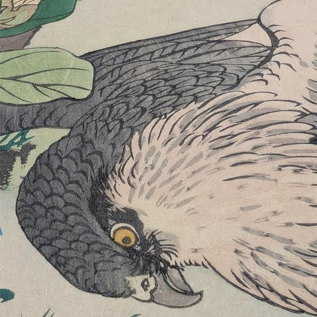 楳嶺 「楳嶺花鳥画譜　黄槿　隼」