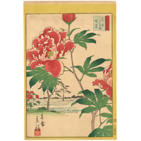 広重二代(立祥) 「東京名所三十六花撰　東京百花園芍薬」