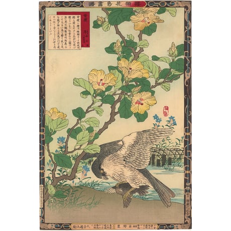 楳嶺 「楳嶺花鳥画譜　黄槿　隼」