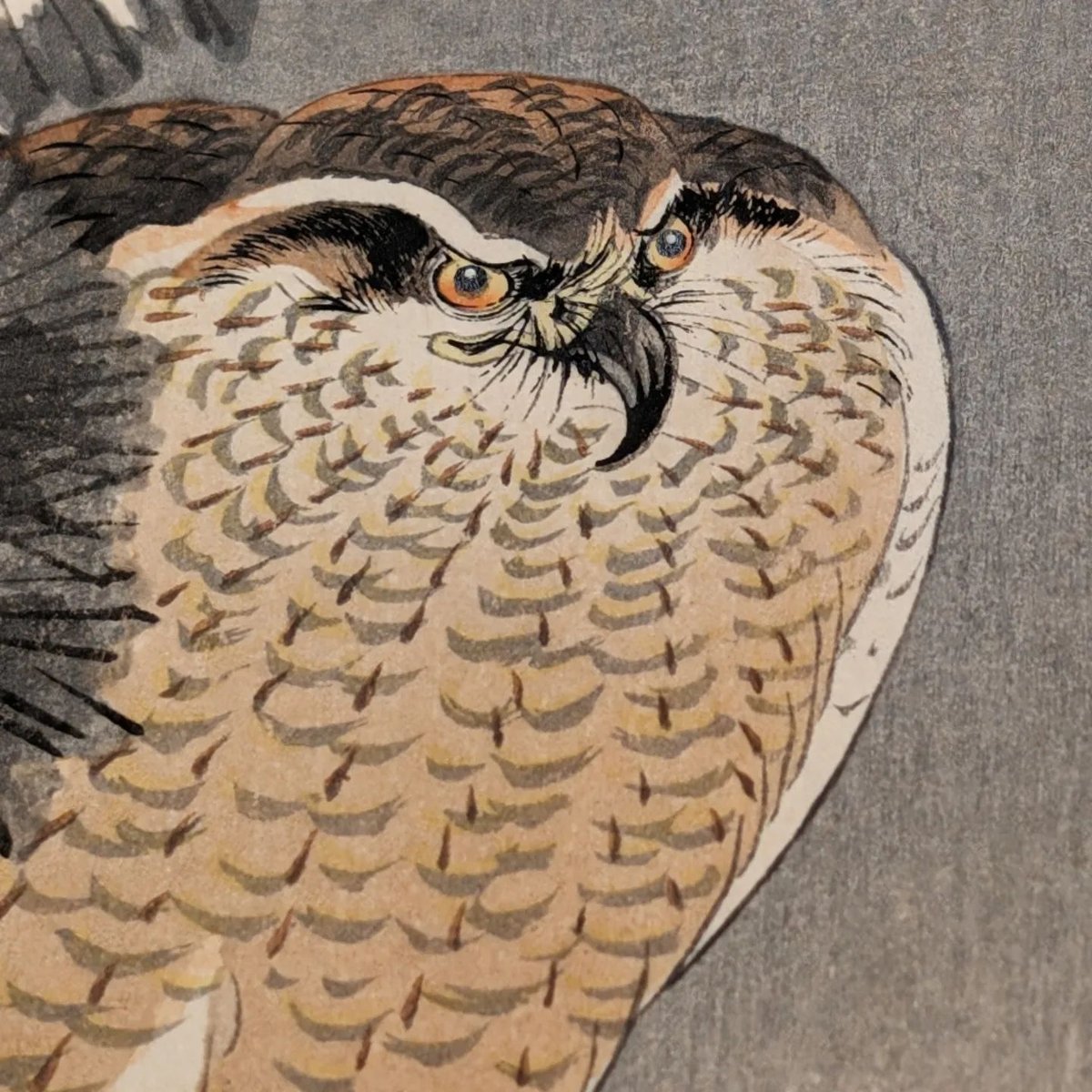 小原古邨「雪松に大鷹と温め鳥」本物木版画 fit=scale-down,w=1200