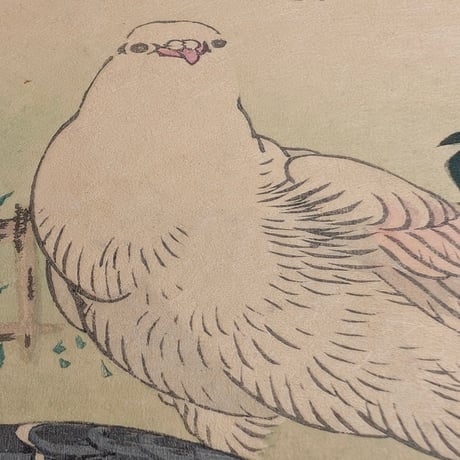 楳嶺 「楳嶺花鳥画譜　麗春花　鳩」