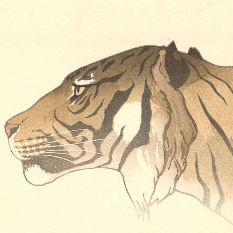 【和】古美術収集家買出品　珍品 猫虎の絵 和】古美術収集家買出品 珍品 猫虎の絵