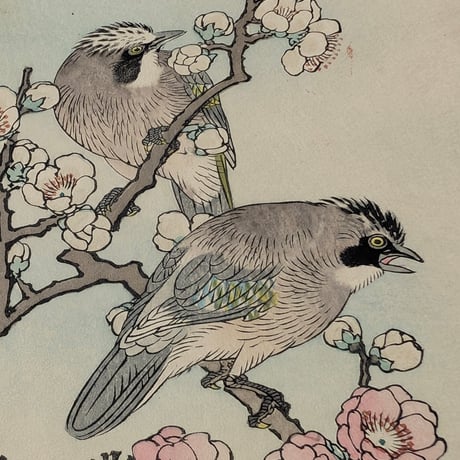 楳嶺 「楳嶺花鳥画譜　梅　橿鳥」