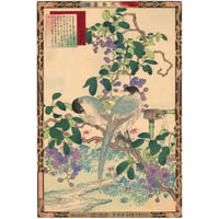 楳嶺 「楳嶺花鳥画譜　木通　練鵲」