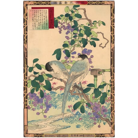 楳嶺 「楳嶺花鳥画譜　木通　練鵲」