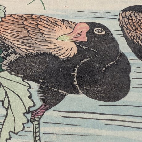 楳嶺 「楳嶺花鳥画譜　芥子　鷭」