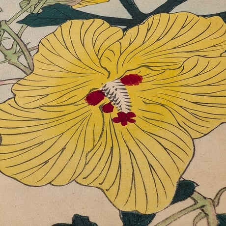楳嶺 「楳嶺花鳥画譜　黄蜀葵　錦鶏」