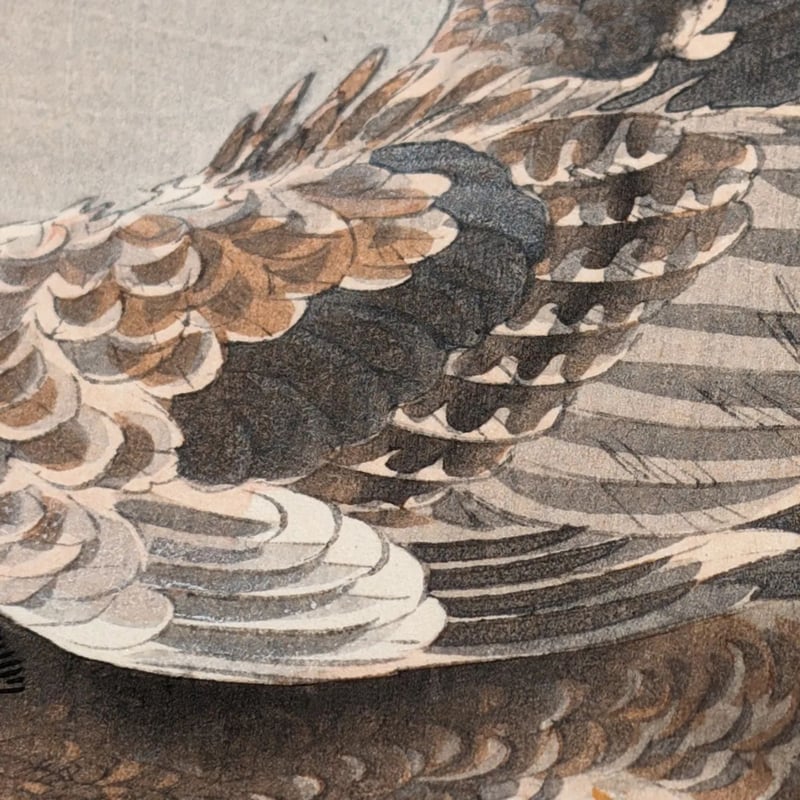 小原古邨 (小鳥を狙う大鷲) | 古美術もりみや