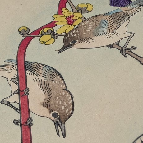 楳嶺 「楳嶺花鳥画譜　蠟梅　鸚鵡」