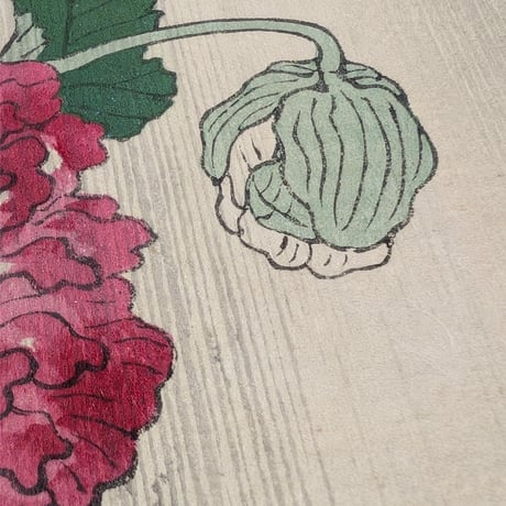 楳嶺 「楳嶺花鳥画譜　芥子　鷭」