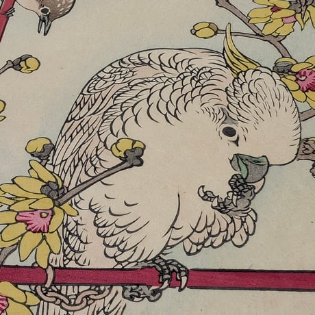 楳嶺 「楳嶺花鳥画譜　蠟梅　鸚鵡」