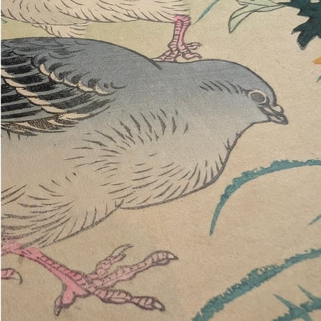 楳嶺 「楳嶺花鳥画譜　麗春花　鳩」