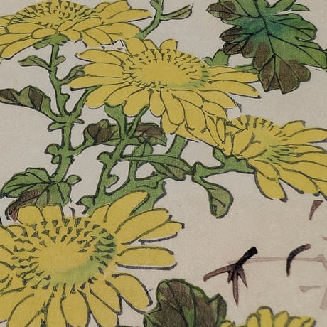楳嶺 「楳嶺花鳥画譜　寒菊　味鴨」