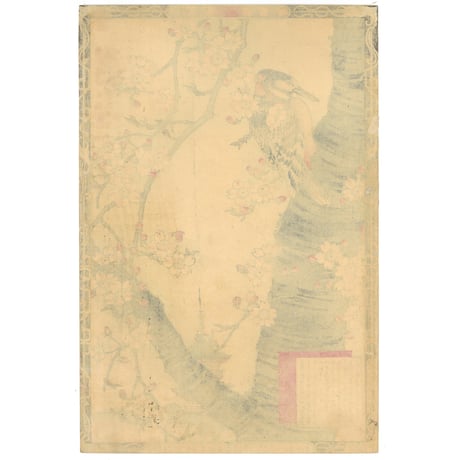 楳嶺 「楳嶺花鳥画譜　糸桜　啄木鳥」