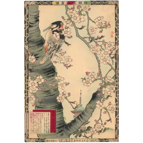 楳嶺 「楳嶺花鳥画譜　糸桜　啄木鳥」