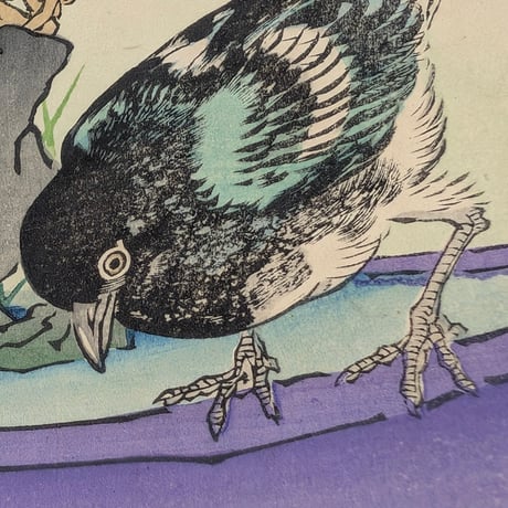 楳嶺 「楳嶺花鳥画譜　甘藍　鵲」