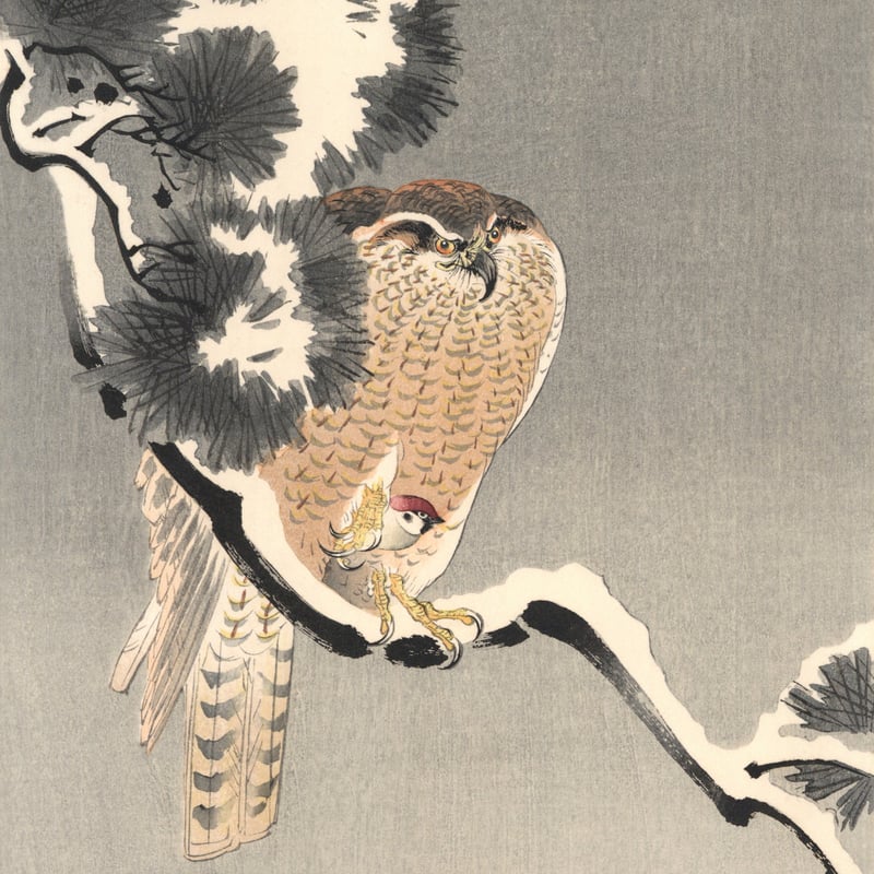 小原古邨 (雪松に大鷹と温め鳥) | 古美術もりみや