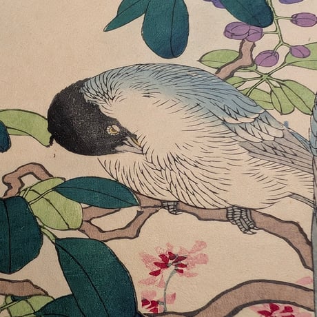楳嶺 「楳嶺花鳥画譜　木通　練鵲」