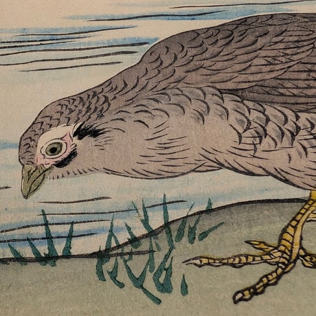 楳嶺 「楳嶺花鳥画譜　黄蜀葵　錦鶏」