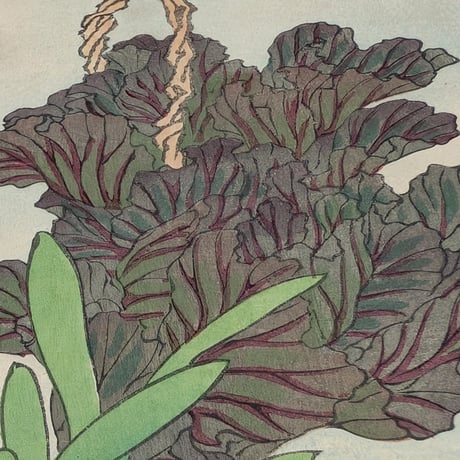 楳嶺 「楳嶺花鳥画譜　甘藍　鵲」