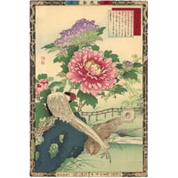 楳嶺 「楳嶺花鳥画譜　牡丹　白鷴」