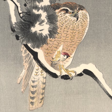 小原古邨 (雪松に大鷹と温め鳥)