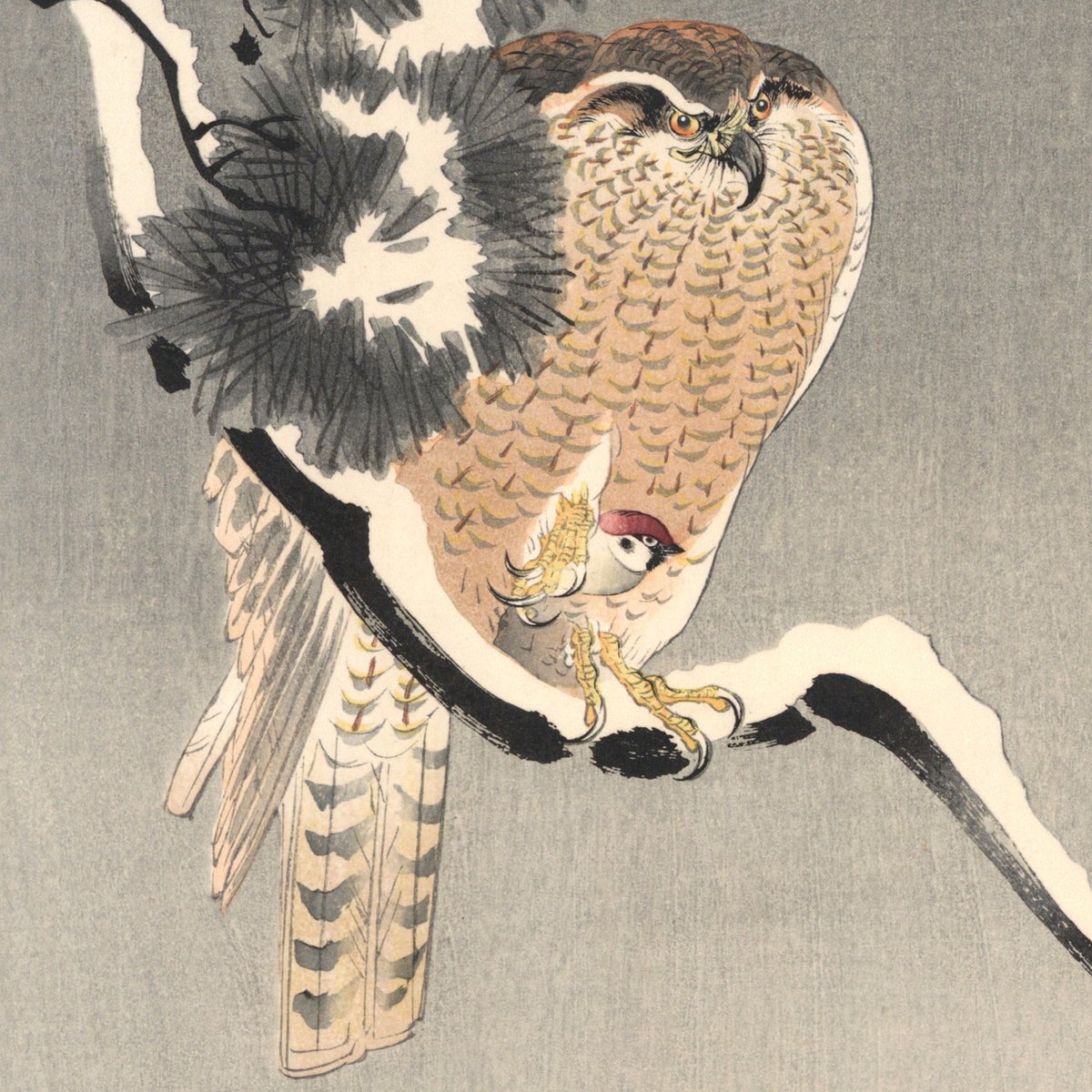 小原古邨「雪松に大鷹と温め鳥」本物木版画 fit=scale-down,w=1200